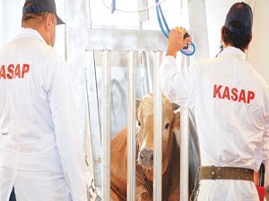 Acemi kasaplara ‘kurban nasıl kesilir’ eğitimi