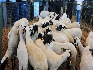 Kurban pazarında fiyatlar düştü