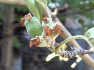 Elma Ağaçları Ekim Ayında Çiçek Aştı