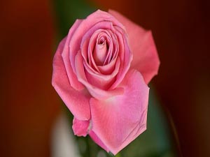 Kurban bayramını şu sözlerle süsleyiniz