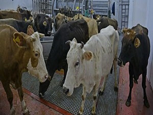 Elde kalan kurbanlıklar için devlet teklifi!