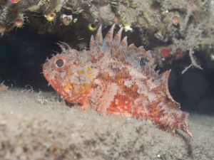 Yapay Resiflerden Balıkçılığa Büyük Katkı