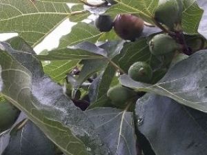 İncir Mevsimi Sona Eriyor