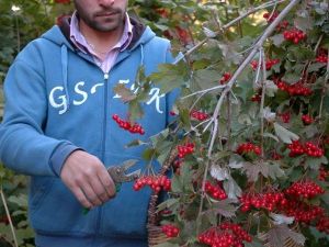 Gilaburu Hasadı Başladı