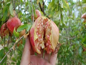 Sıcaklık farkı narı çatlattı