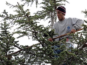 Ekmeklerini ağaçtan çıkartıyorlar