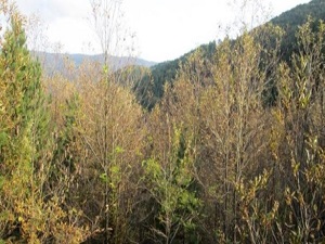 Kazdağı kestaneleri hastalığın pençesinde