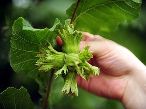 Fındık yüzleri güldürdü