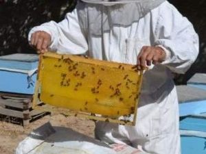 Sarıkayalı Arıcılar Kışlık Bakıma Başladı