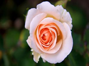 Kişinin sohbet toplantılarında aşağılarda oturması...