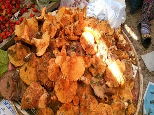 Ilgaz Dagı'nda mantar bolluğu