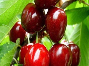 Kulağına küpe hastalığa çare