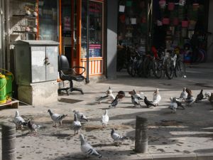 Güvercin" Yetiştiriciliği Sürüyor