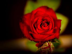 Kalpler demir gibi paslanır, cilası ise...