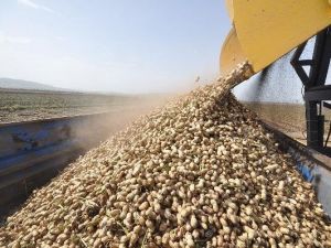 Yerfıstığında Verim Patlaması