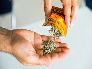 Son 3 yılda bonzai kullanımı yüzde 6’dan yüzde 70’e çıktı