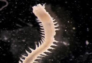 Denizde iki yeni canlı türü bulundu