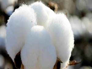 Pamukta tehlike çanları çalıyor!