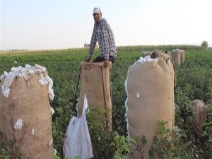 Beyaz altın'da kirliliğe randımanlı önlem