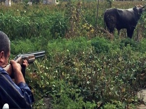 Hayvanlara eziyet edenlere ceza yağdı