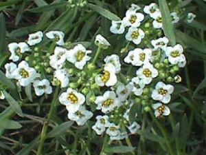 Vücuttaki Zehri Bodur Otu ile Atın