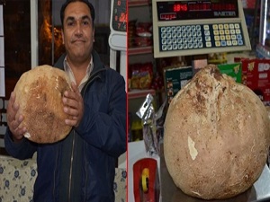 4 kiloluk dev mantar bulundu