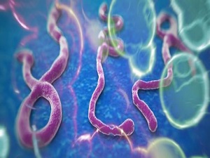 Ebola kuluçka döneminde bulaşmıyor