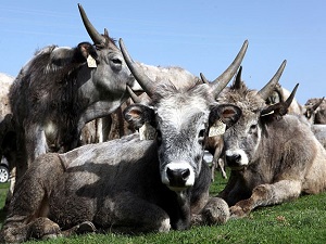 10 bin besilik sığır için ithalat başvurusu yapıldı