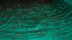 Orman İçi Sular Alabalıkla Dolacak