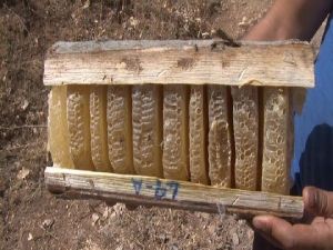 Kuraklık Bal Verimini Düşürdü