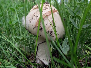 Zehirli mantarların yanında yetişen zehirsiz mantarlar da tehlikeli