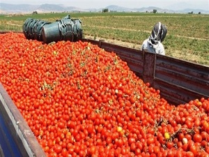 Bursa'nın sebze ürünleri Irak'a aktı