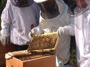 TİKA'dan Bosnalı arıcılara destek!