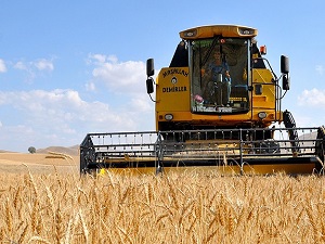 Buğdayda stoklar 200 milyon tona gidiyor