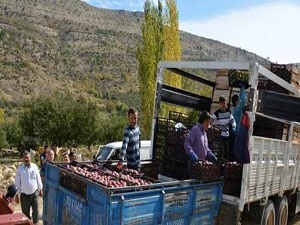 Mersin'de elma üreticisi üzgün
