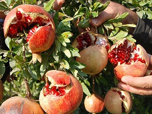 Narın kabuğu suyundan daha şifalı