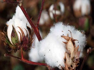 Pamukta makineleşme hasadı arttırdı