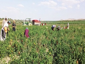 'Çözüm' ayarlı 'GAP' geliyor