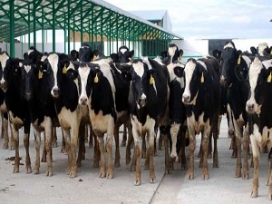 10 bin hayvan ithal edilecek