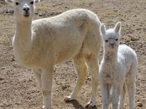 Türkiye'nin İlk Yavru Alpakası Doğdu