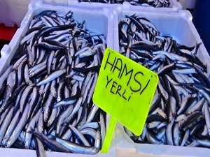 Yerli hamsi görücüye çıktı