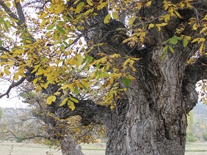 Asırlık ceviz ağaçları zamana meydan okuyor