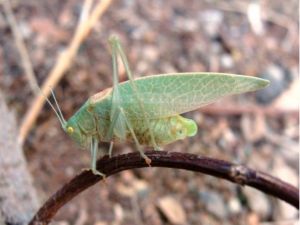 Batman Üniversitesi Yeni İki Çekirge Türü Tespit Etti