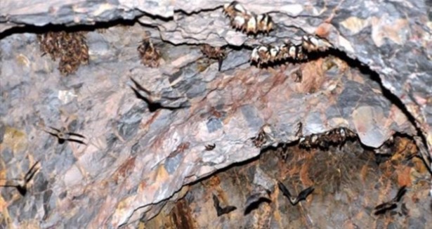 Allah, yarasaları zeytin ağaçlarına koruma yaptı