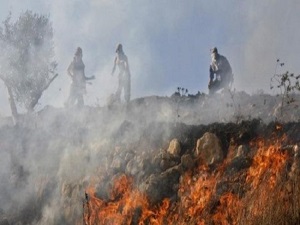Yahudi yerleşimciler zeytin ağaçlarını yaktı
