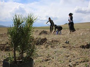 1 milyon 300 bin fidan toprakla buluşacak
