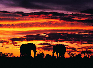 Hayvanlar da yas tutar