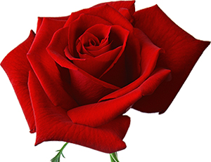 Sünnete sarılan cennete gider