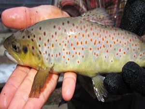 Türkiye'ye alabalık şoku!