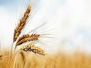 2015 yılı fitre miktarı 11,5 lira olarak belirlendi